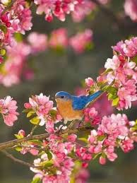 Look At The Birds Of The Air And The Flowers Of The Field 17 Trendy Ideas For Painting Love Birds Flower Beautiful Birds Birds Painting Colorful Bird
