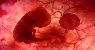 متى يظهر نبض الجنين في سونار البطن