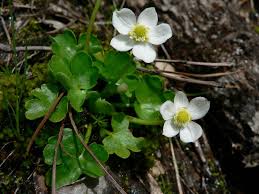 Image result for Ranunculus  cooleyae
