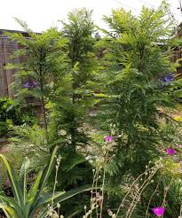 A relatively new dwarf cultivar, 'bonsai blue' matures at only 10 to 12 feet tall and 6 to 8 feet wide. Jacaranda Bonsai Blue A Dwarf Jacaranda Tropical Looking Plants Other Than Palms Palmtalk