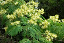 Image result for Albizia chinensis