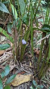 Image result for Halopegia azurea