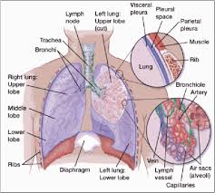 Maybe you would like to learn more about one of these? Segmentation Tracking And Kinematics Of Lung Parenchyma And Lung Tumors From 4d Ct With Application To Radiation Treatment Planning Semantic Scholar