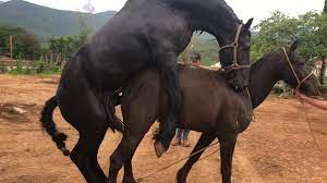 Caballo folla yegua