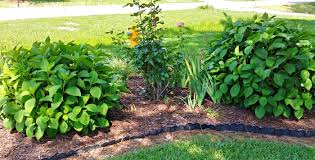 Hydrangeas are generally insect and disease free plants. Propagating Hydrangeas Cuttings Tip Rooting Air Layering And Division