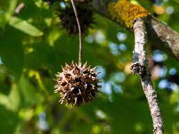 Sweet gum balls although they may look like prickly little seeds, sweet gum tree balls are actually the fruit of the tree. Lessons From Fort Wild Who Eats Sweet Gum Balls