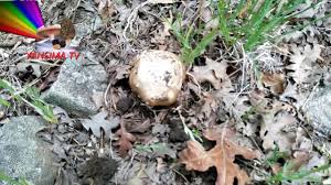 Hindistan'ı tedirgin eden siyah mantar (mukormikoz) hastalığı ile ilgili bilgiler. Kara Mantar Yer Yaran Mantari Youtube