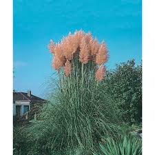 # 2 | keep the pampas grass seeds moist until germination occurs. Mr Fothergill S Seeds Pampas Grass Pink Seeds The Home Depot Canada