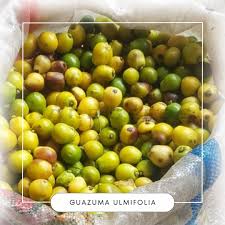 Image result for Guazuma