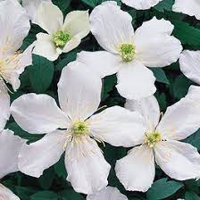 We did not find results for: Buy Clematis Montana Alba J Parker Dutch Bulbs