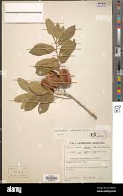 Image result for Combretum collinum