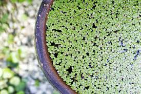 Hai navigato fino a qui per trovare informazioni su fiori in vaso? Piante Galleggianti Le Migliori Per Uno Stagno O Un Laghetto