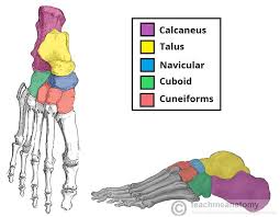 Each vertebra consists of the following parts: Bones Of The Foot Tarsals Metatarsals Phalanges Teachmeanatomy