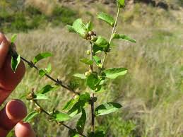 Image result for Seddera suffruticosa