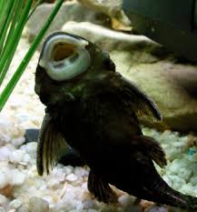 Black Algae In Fish Tank Good Or Bad 9 Best Algae Eaters For Freshwater Aquariums Clubfauna
