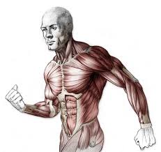 Human anatomy drawing drawing theory. Ic Artwork Critique