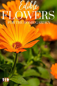 Gardening is so much fun but when you are a beginner, it can be hard to know where to. Edible Flowers To Grow In Your Garden The Kitchen Garten