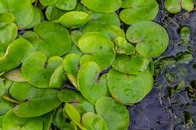 Image result for Hydrocharitaceae