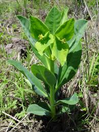 Image result for Euphorbia platycephala