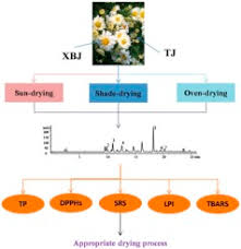 Drying your favorite garden flowers isn't difficult. Effects Of Drying Methods On The Phytochemicals Contents And Antioxidant Properties Of Chrysanthemum Flower Heads Harvested At Two Developmental Stages Sciencedirect