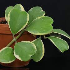 Mature vining plants will grow. Hoya Kerrii Variegata