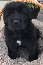 Puppyfinder.com is your source for finding an ideal newfoundland puppy for sale in michigan, usa area. Ginger Newfoundland Puppies Puppies Near Me Puppies
