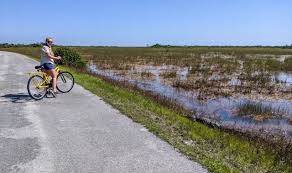 Jan 25, 2021 · you can rent 20″ children's bikes and bikes with child seats. A Guide To The Shark Valley Bike Trail And Tram At The Everglades National Park Florida Aliciamarietravels