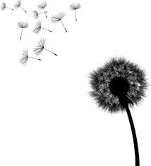 Maybe you would like to learn more about one of these? Black And White Flower Clipart Dandelion Flower Silhouette Transparent Clip Art