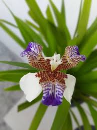 Image result for Neomarica northiana