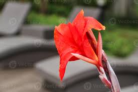 Image result for Cannaceae