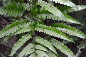 Image result for Diplazium humbertii