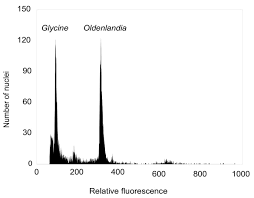 Image result for Oldenlandia affinis
