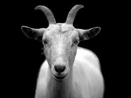 頭に緑の草とハーブを持つ面白い白いヤギ。ヤギが餌を与え、自然食品を食べる。写真素材2197091847 | Shutterstock