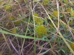 Image result for Indigofera paracapitata