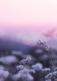 Llll➤ hundreds of beautiful animated flowers gifs, images and animations. Beautiful Flower Animated Gif10 Captured
