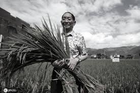 Hybrid rice has since been grown in dozens of countries in africa, america. D9v1l4ckq3habm