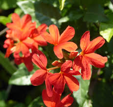 Image result for Crossandra pyrophila