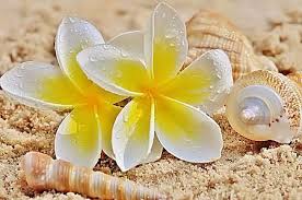 Plumeria Shells On The Beach Plumeria Frangipani Plumeria Flowers