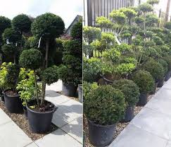 Douglas fir, pseudotsuga menziesii western red cedar, thuja plicata western hemlock, tsuga heterophylla conifer families: Conifers For Shade Buy Online Uk