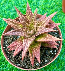 Image result for Allophylus congolanus