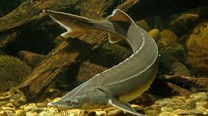 The group, which also includes paddlefishes, diverged from other fishes at least 200 million years ago in the early jurassic period. Discovery Of A Genetic Sex Marker In Sturgeon Igb
