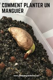 Comment Planter Un Manguier En 2020 Comment Planter Manguier Comment Faire Une Bouture