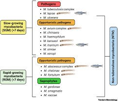 Image result for Mycobacteria