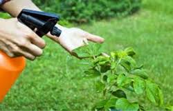 See more of a to z pest control on facebook. Herbal Pest Control In Thane à¤¹à¤° à¤¬à¤² à¤ª à¤¸ à¤Ÿ à¤• à¤Ÿ à¤° à¤² à¤  à¤£