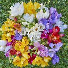 Freesia Giant Mixed Fragrant Flowers Freesia Flowers Freesia