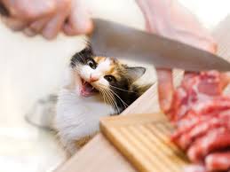 Katzenfutter Selber Kochen Rezepte Mit Fleisch Katzen Futter Tierfutter Katzenfutter