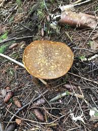 Image result for Xanthoconium sp.