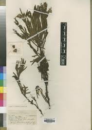 Image result for Senecio spartareus