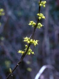 Image result for Buchnera libenii