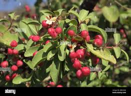 Image result for Maytenus